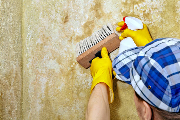 Mold Remediation for Rental Properties in Fort Deposit, AL