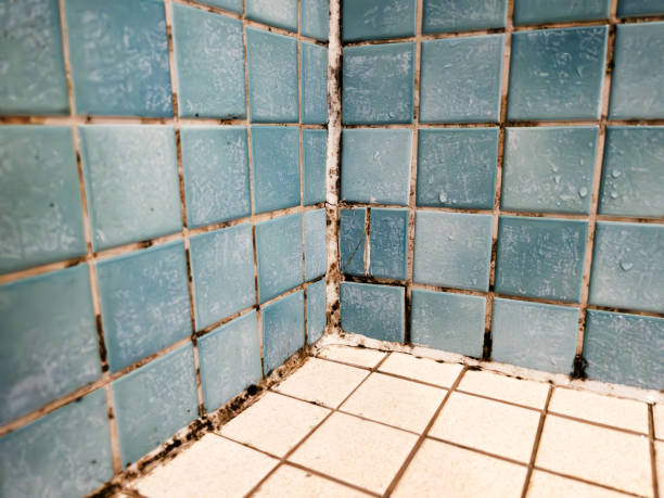 Best Mold Damage Restoration  in Fort Deposit, AL