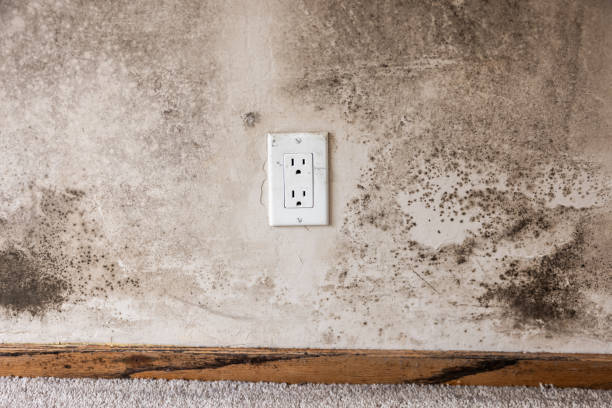 Best Environmental Consulting for Mold Prevention  in Fort Deposit, AL