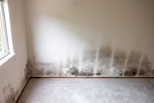 Best Black Mold Removal  in Fort Deposit, AL