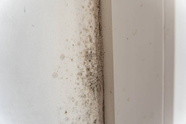 Best Real Estate Mold Inspection  in Fort Deposit, AL